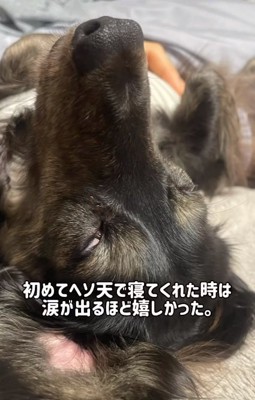 ヘソ天で寝る次郎くん