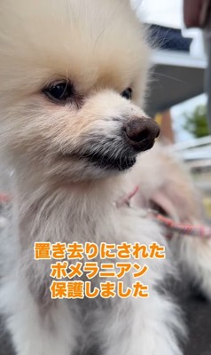 置き去りにされたルナちゃん5