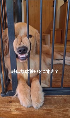 柵に挟まってくつろぐサンタくん6