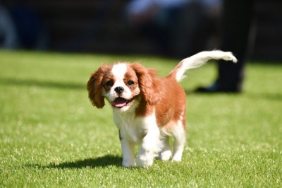 笑顔のキャバリア