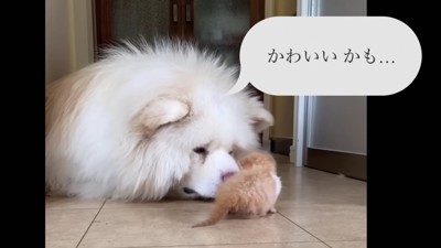 秋田犬が怖がった!?