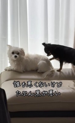 ココちゃんを遊びに誘うランコちゃん