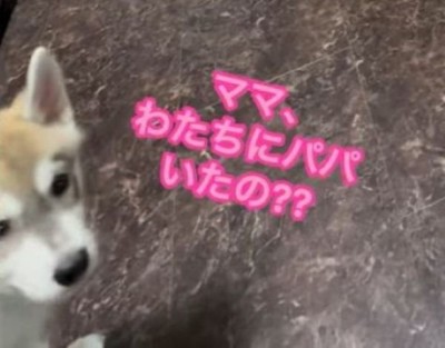 パパさん帰宅時のワンコたち⑩