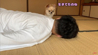 みるくちゃんの前で死んだフリをしたら9