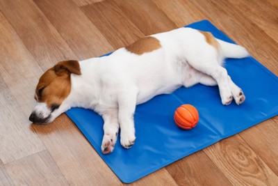 マットの上で眠る犬
