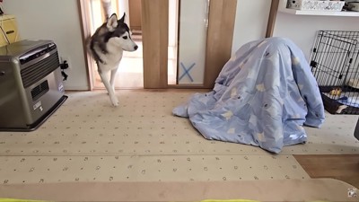 すぐに異変を察知した2匹