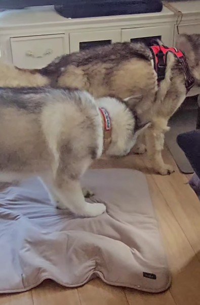 先住犬さんがいた♪