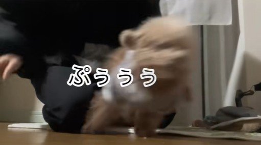 ちびちゃんのお出迎え⑩
