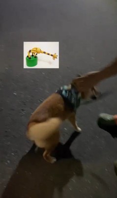 カンくんのお散歩拒否8