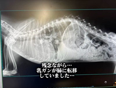 乳がんだったクッキーちゃん