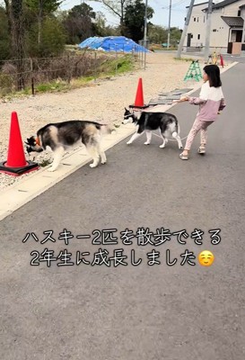 1年後、ハスキー2匹を同時にお散歩！