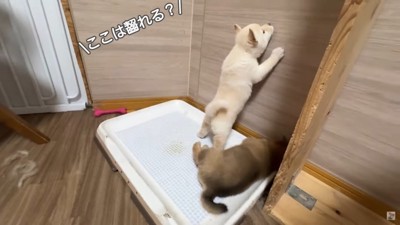 「ここはかじれるかな?」