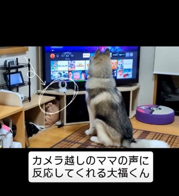 キョロキョロする犬