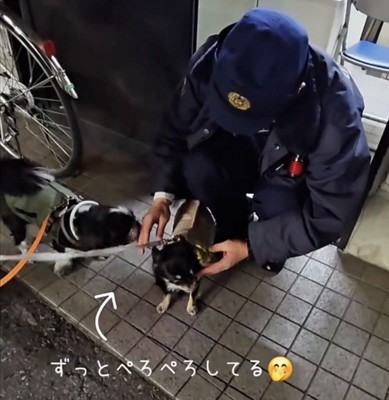 交互に甘える犬たち