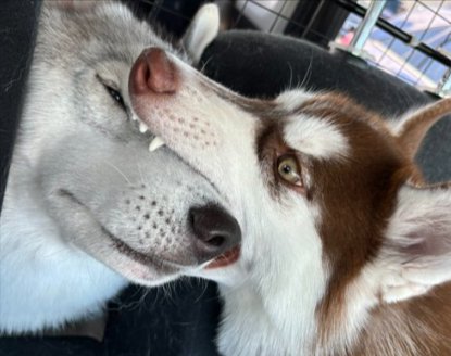 妹のぶなちゃん