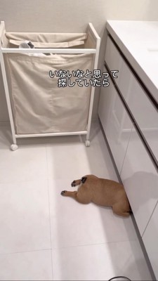頭を洗面台の下に隠して寝る犬1