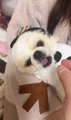 ぽてと君の瞬発力7