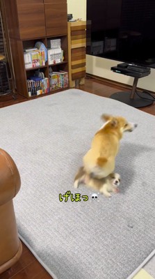 子犬の上を飛び越えようとする成犬