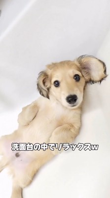 仰向けになってカメラを見つめる子犬