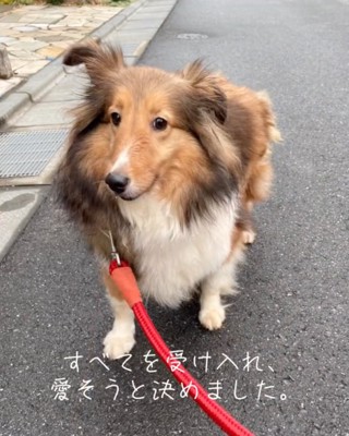 お散歩するシェルティ