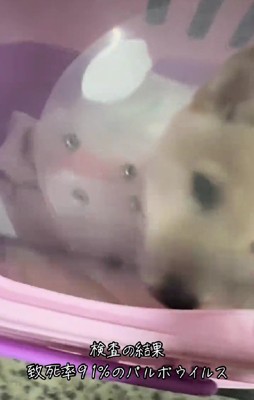 パルボウイルスに感染