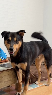 笑顔で飼い主を見つめる犬