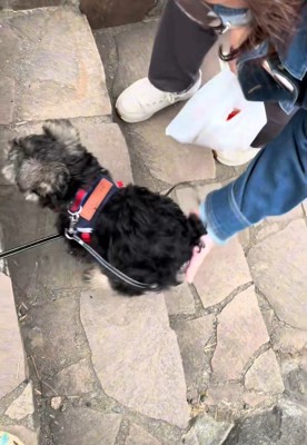 おしりを持ち上げる飼い主さん