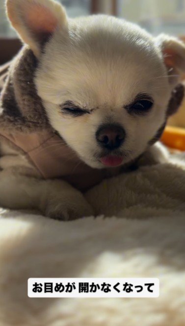 立ち直れなかったてんちゃん