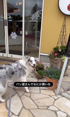 お店に案内してくれるルークくん5