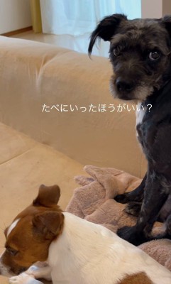 「どうしたらいい？」とママさんをチラ見
