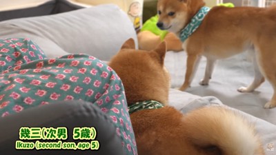幾三くんが四竜くんに唸ったら…