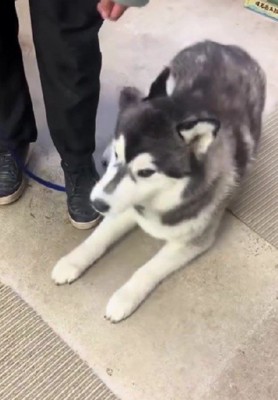 「待て」をお披露目