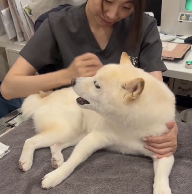 先生と柴犬の掛け合い1