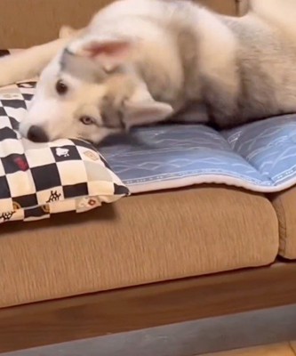 ソファを降りたトイプードルを見つめるハスキー犬