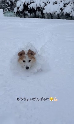 雪に埋もれるポムちゃん9