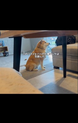 パパがお仕事に行くのを嫌がるおもち君3