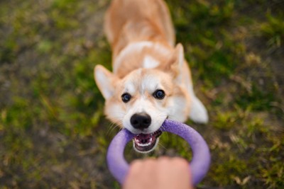 輪っかをくわえる柴犬