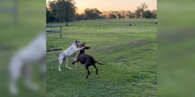 じゃれ合う犬