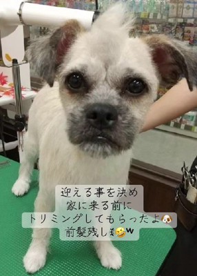 綺麗にトリミング