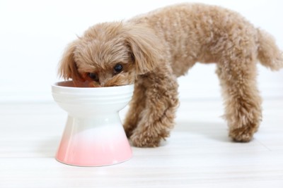 ご飯を食べる犬