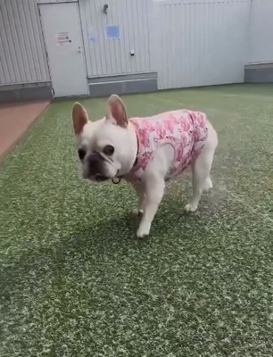 表情が固まるアビーちゃん