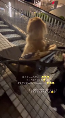 ペットカートを押す飼い主