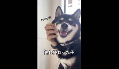 お姉ちゃん柴犬のあさちゃん