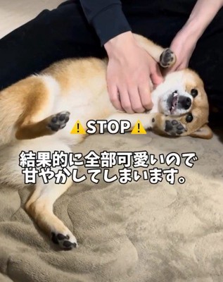 結局甘やかしちゃう！！