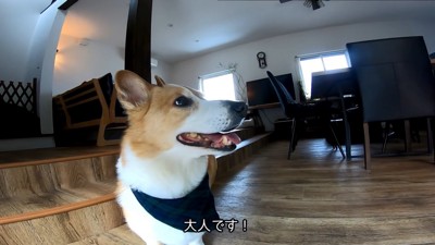 持ち主の胡桃ちゃんは大人の対応