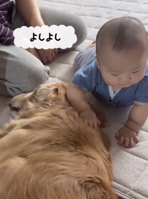 犬をなでる赤ちゃん
