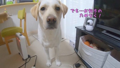 我慢しようとする姿が健気で愛おしい♡