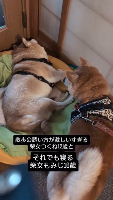 クッションの上で横になっているお姉ちゃん犬に近づく妹犬
