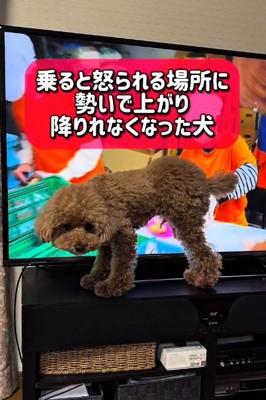 テレビ台に登って…