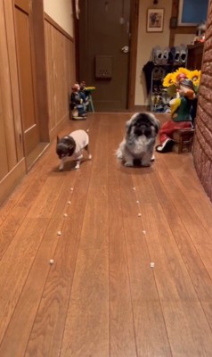 モブくんVSブフくんのオヤツ早食い競争4